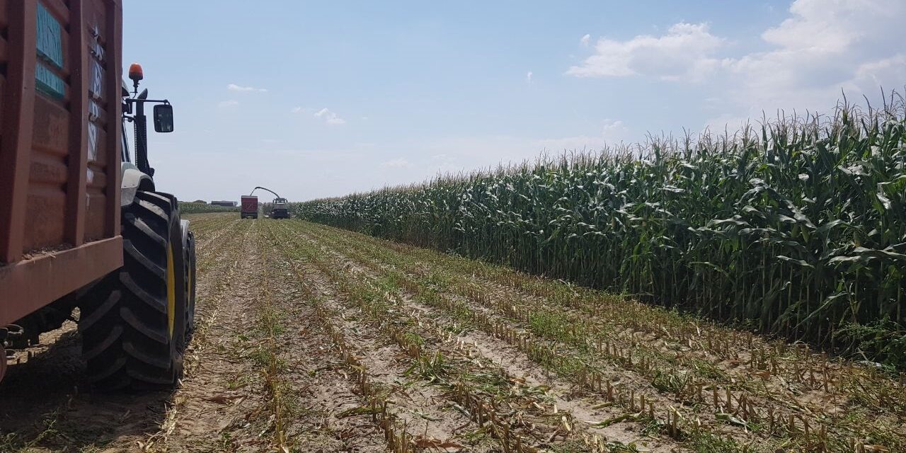 Annata agraria. Il 2025 padovano veste in chiaroscuro