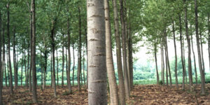 Cari vecchi pioppeti, siete troppo pochi