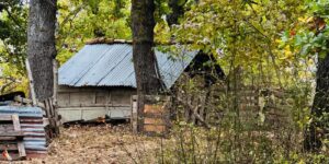 La “famiglia del bosco”