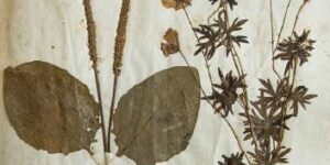 L’erbario del 1746 di Fra Giuseppe da Spello che svela antichi segreti
