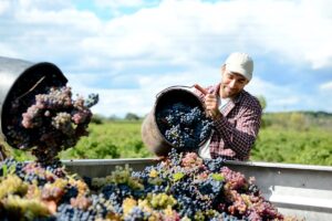 Vendemmia 2026, anticipata e incerta. Le condizione climatiche e di mercato rendono la situazione difficile e le prospettive complesse