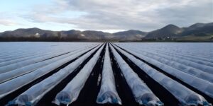 Pernumia. Hai voluto l’asparago? Boom delle coltivazioni (e della plastica)