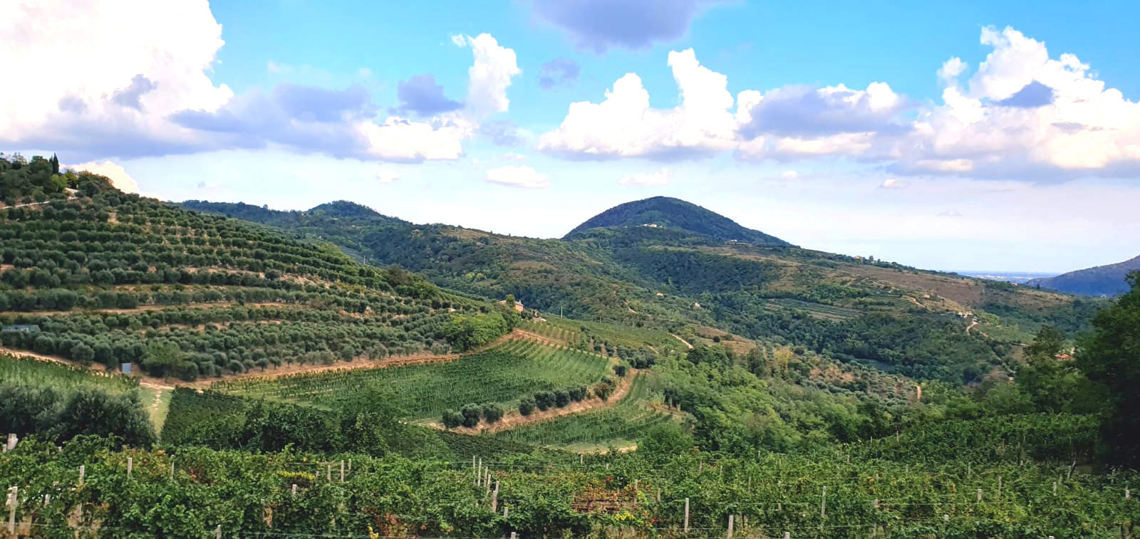 Il vino rosso si chiamerà, d’ora in poi, solo “Colli Euganei Doc”
