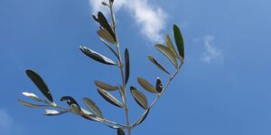 La croce come specchio del mio Amore