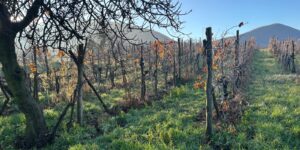 Istituto diocesano per il sostentamento del clero. Sono stati cinque anni di semina