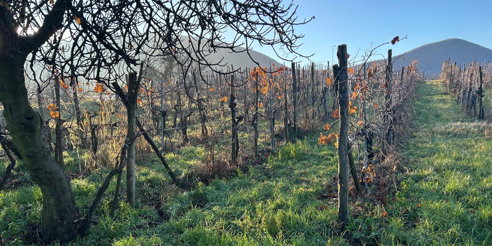 Istituto diocesano per il sostentamento del clero. Sono stati cinque anni di semina
