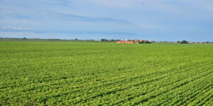 Carbon Farming. I certificati controbilanciano le emissioni