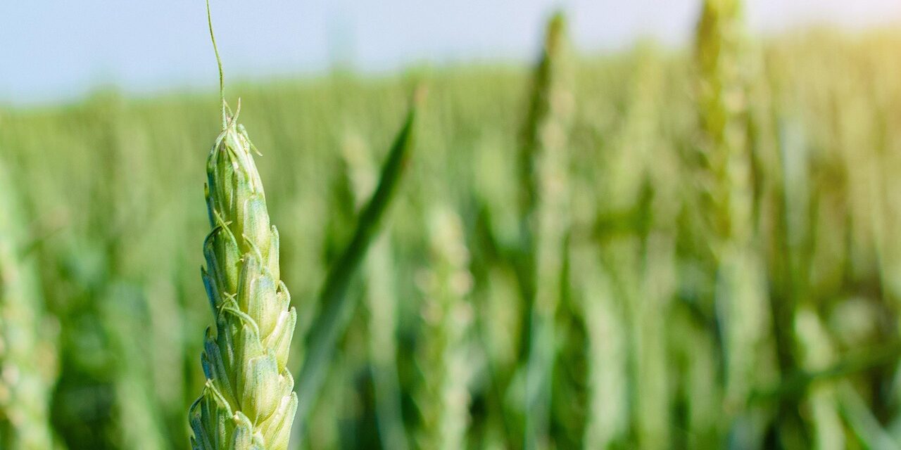 CO2, il mondo rurale al centro della lotta alle emissioni