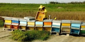 Api, patrimonio da tutelare