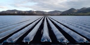 Conche, Tribano, Pernumia. L’asparago è protagonista