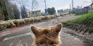 Siamo condotti dal pastore bello alla piena libertà