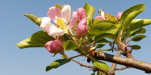 Le corse del mattino di Pasqua