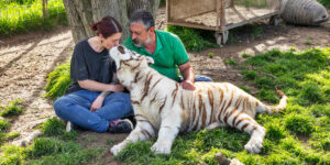 Campolongo. L’eco di Salgari in Veneto: tigri nelle nostre campagne