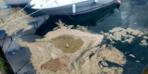 La pesca locale impantanata tra granchio blu e mucillagine