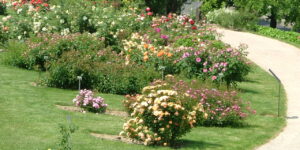 Visite guidate al roseto comunale di Santa Giustina
