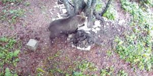 Spunta un orso, un nuovo arrivato in Altopiano