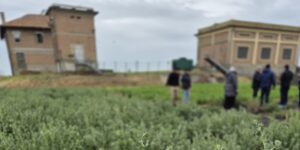 Si cercano varietà per i suoli salini