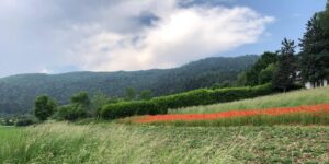 La semina esagerata e generosa della Parola