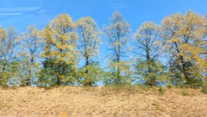Perché gli alberi perdono le foglie ad agosto: non è una scottatura, è “agostamento”