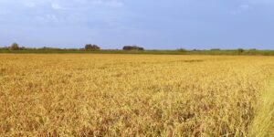 Riso. Si coltiva un po’ ovunque, non solo a Verona e nel Delta