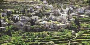 Cisgiordania, gli ulivi sradicati e la terra che grida