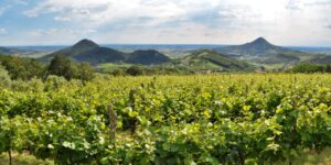 Il vino per trainare i Colli Euganei