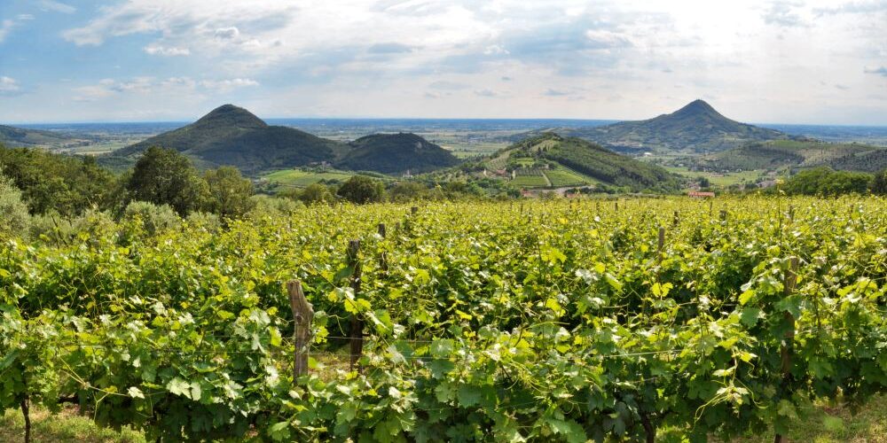 Il vino per trainare i Colli Euganei
