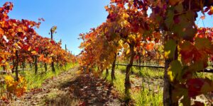 Vendemmia e teologia. Nessuno sta in piedi da solo
