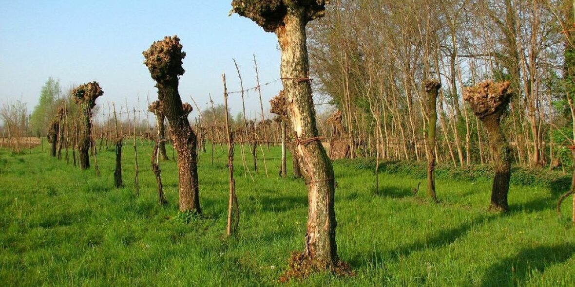 Tutelare le antiche vigne per difendere il territorio