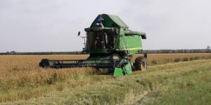 L’acqua che allaga le risaie serve a proteggere la pianta
