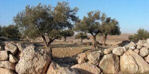 Terra Santa: Patriarchi e Capi Chiese Gerusalemme, “attacco vile a Taybeh”. Appello a Israele e comunità internazionale per fermare le violenze
