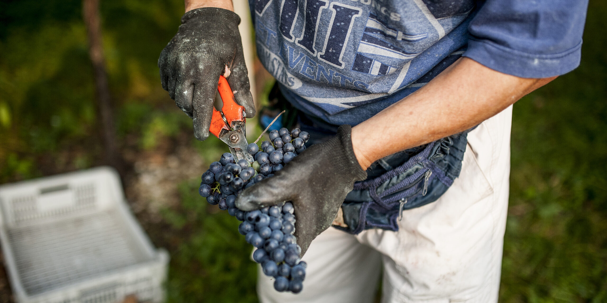 Il vino è buono nonostante un clima ormai imprevedibile