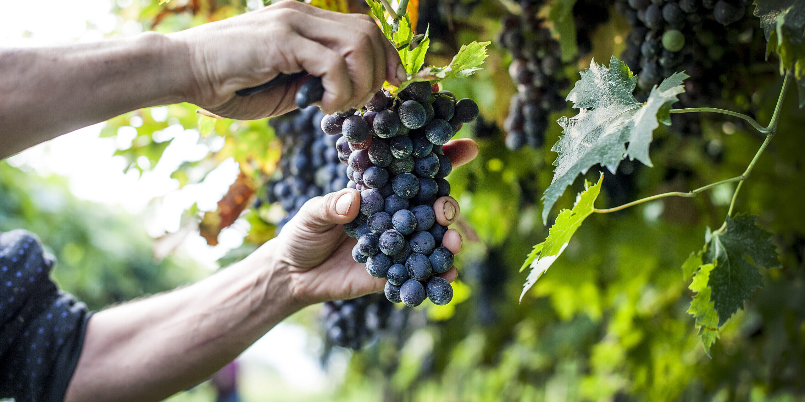 Sui Colli Euganei la vendemmia è già terminata